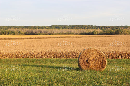 Hay Bale 214017