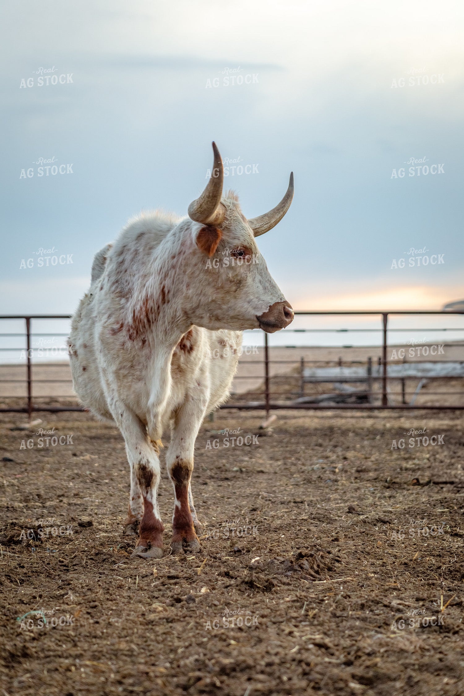 Longhorn Cow 155367