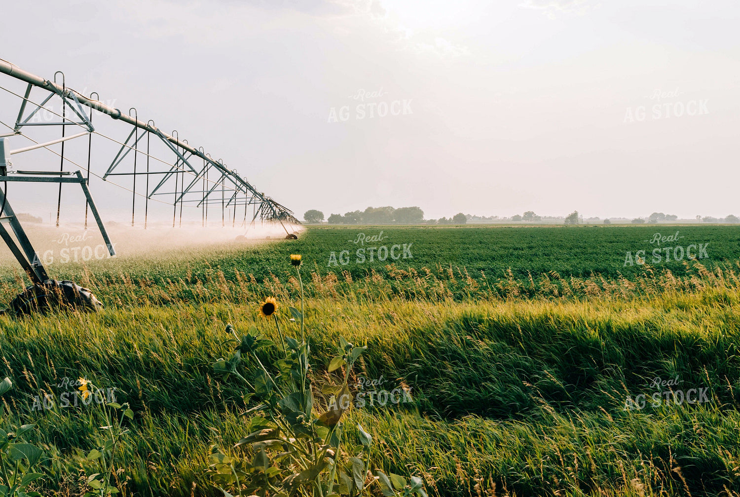Irrigation Pivot Spraying Water 61002