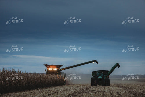 Corn Harvest 8636