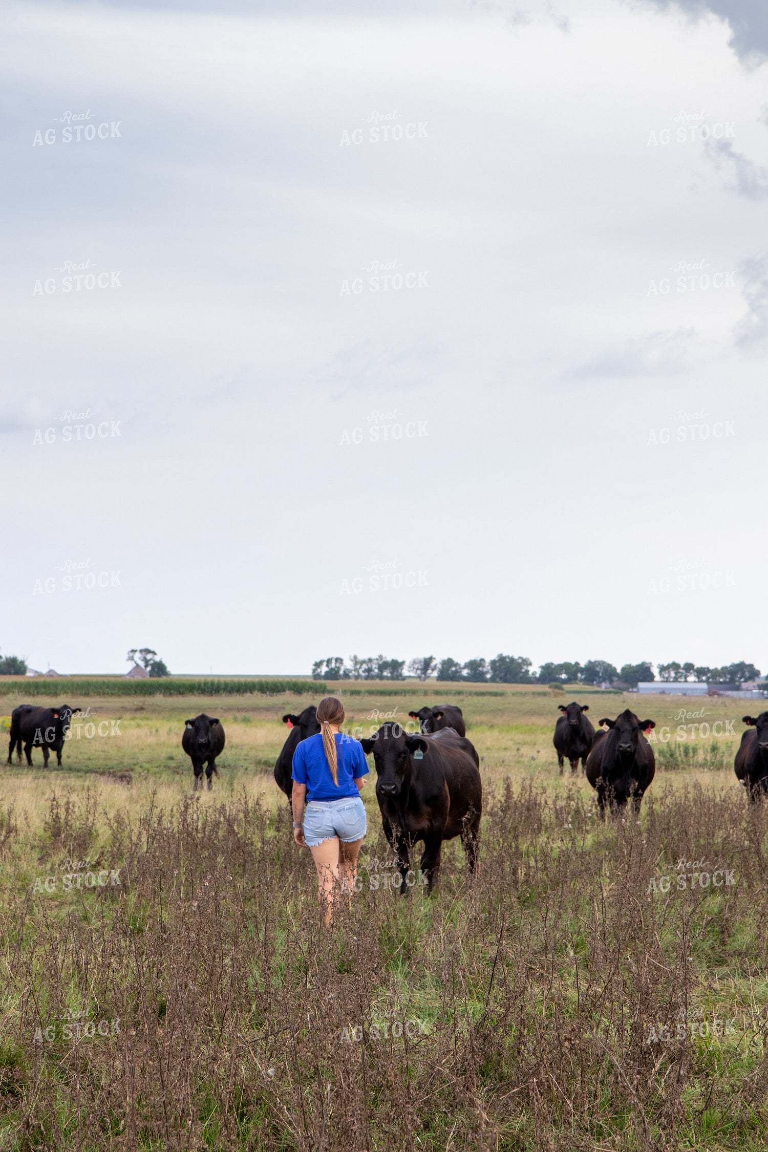Farmer Walking in Pasture to Cows 67473
