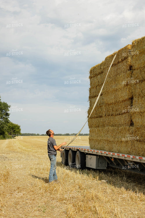 Farmer Securing Straw Bales 296085