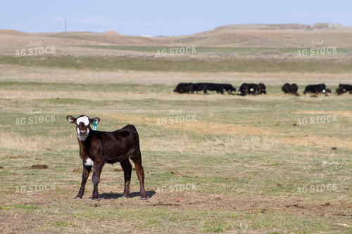 Black Baldy Calf in Pasture 117005