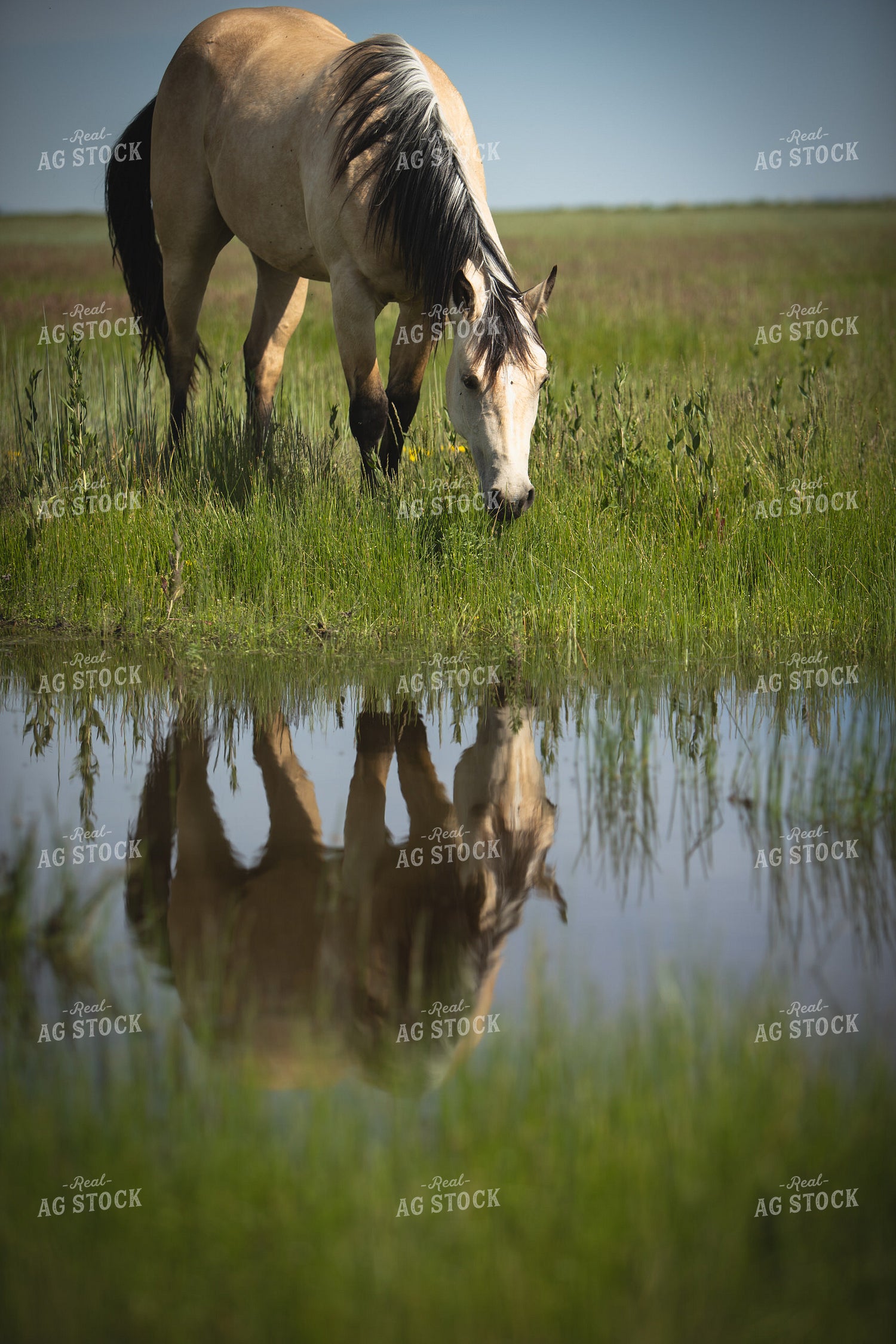 Horse and Reflection 78217