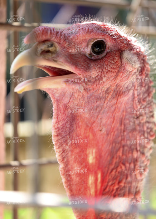 Showing Turkeys 160142