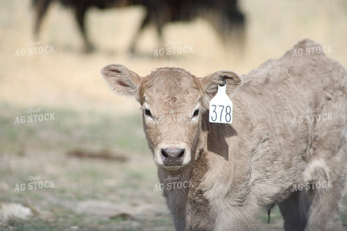 Charlois Calf 117177