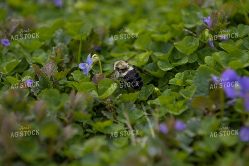 Bumble Bee on Plant 52599