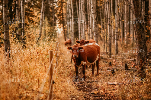 Cattle in Pasture 64292