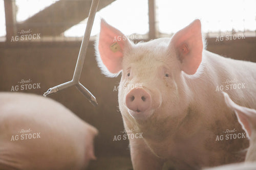 Pigs in Barn 3869