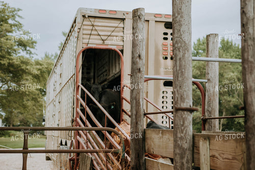 Cows Being Unloaded 77093