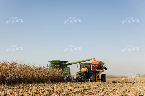 Corn Harvest 152636