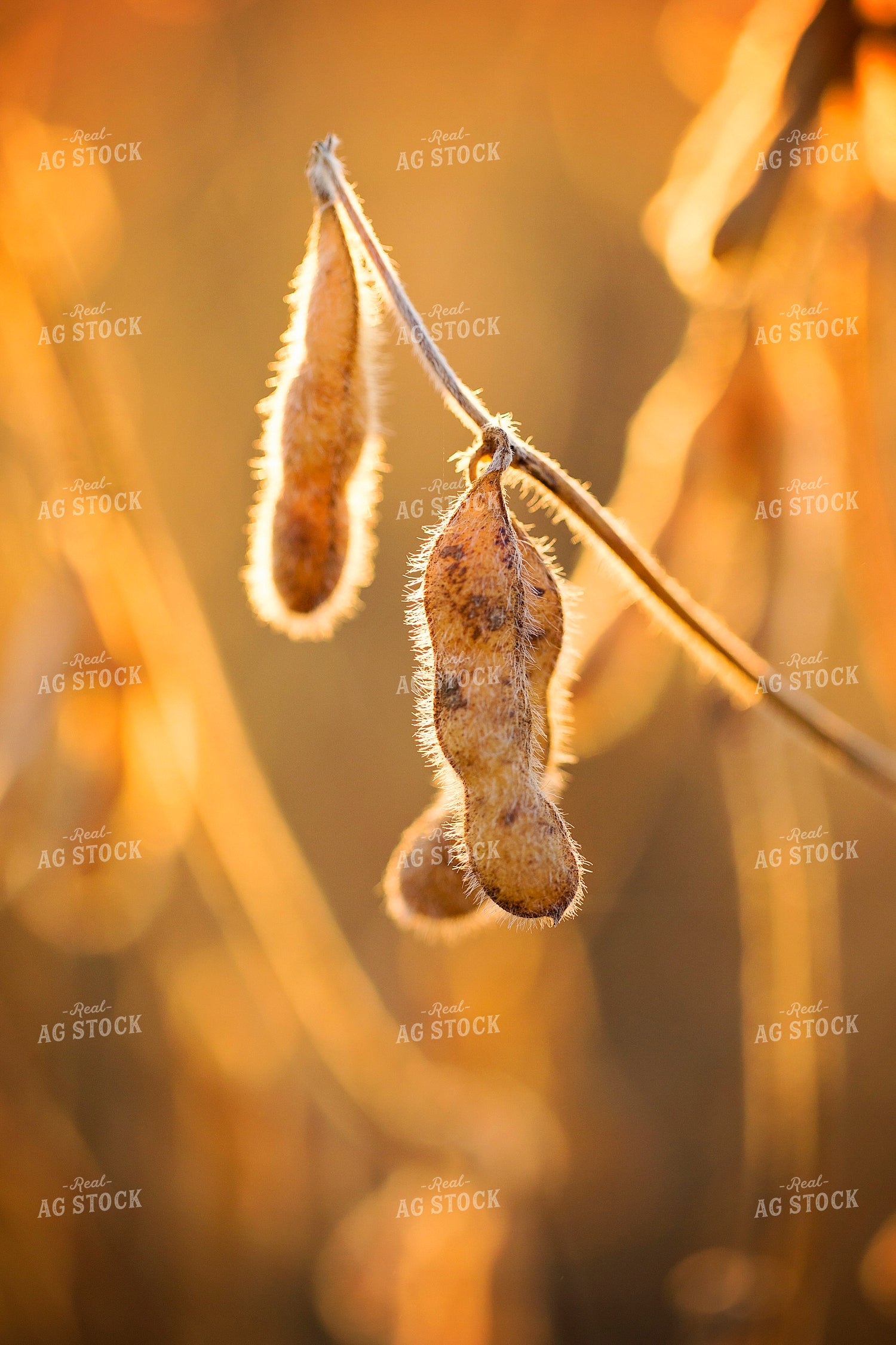 Soybean Pod Close Up 55307