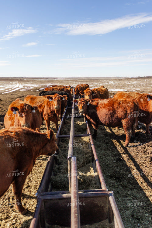 Pregnant Cows Eating at Feedbunk 155143