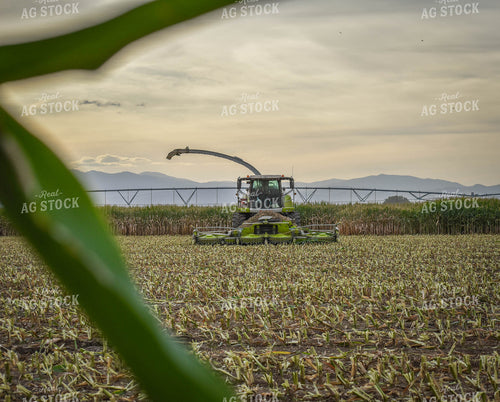 Silage Harvest 56096