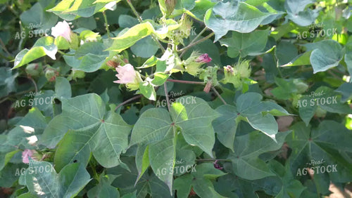 Cotton Field with Flowers in Bloom 80064