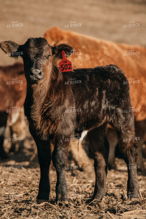 Calf 194051