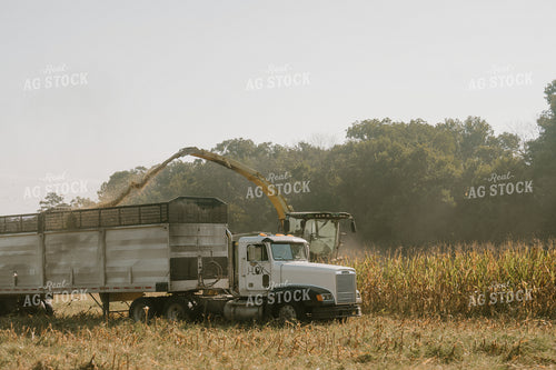 Corn Silage Harvest 125345