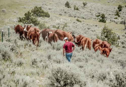 Rancher Walks Behind Hereford Cattle in Pasture 81125