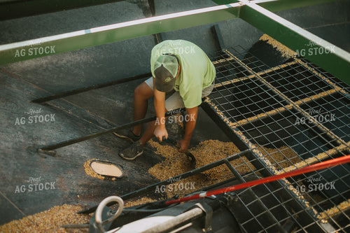 Farmer Scooping Wet Corn 4681