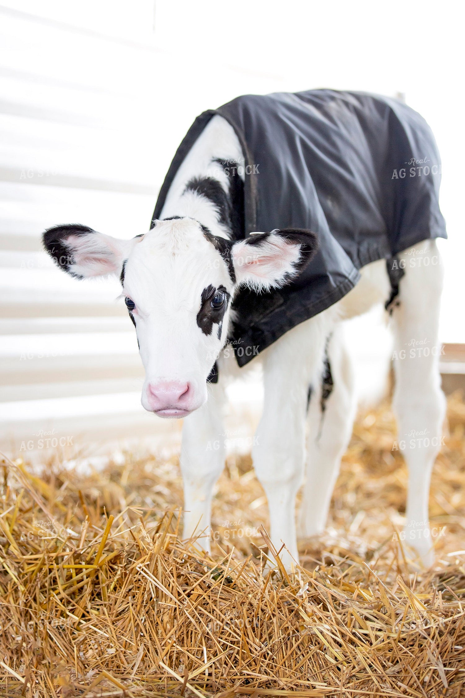 Holstein Calf with Calf Blanket 55326