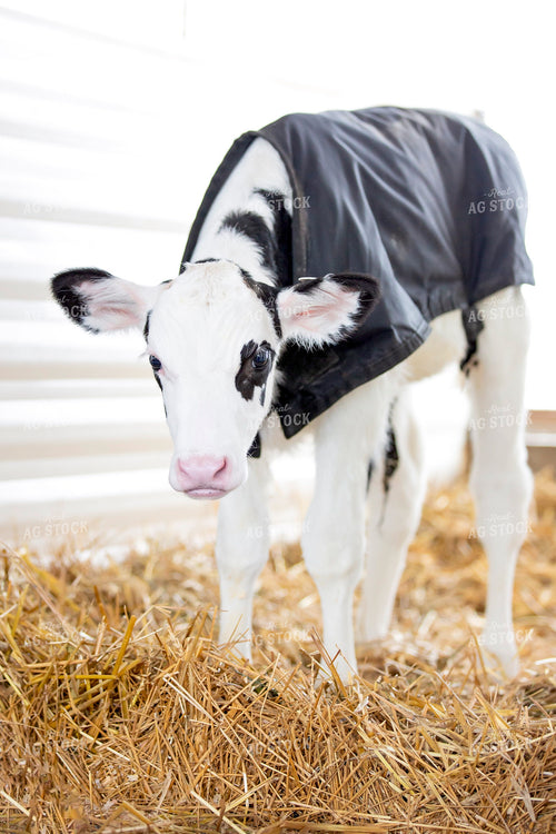 Holstein Calf with Calf Blanket 55326