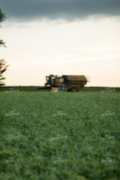 Harvesting Peas 76212