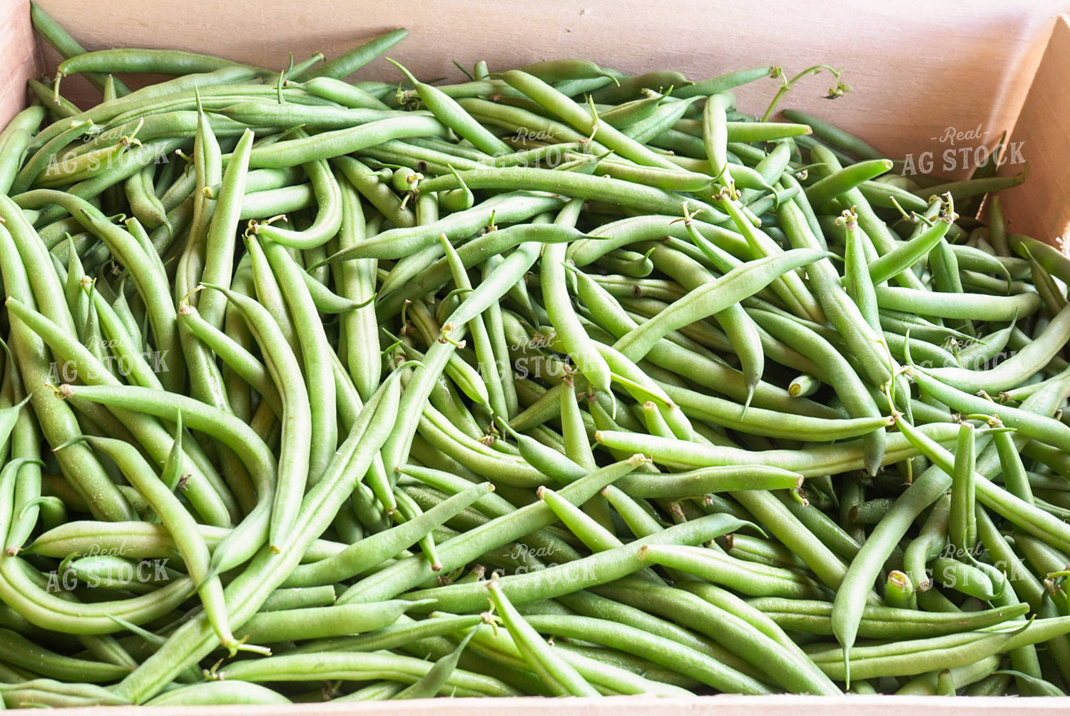 Green Beans 128125