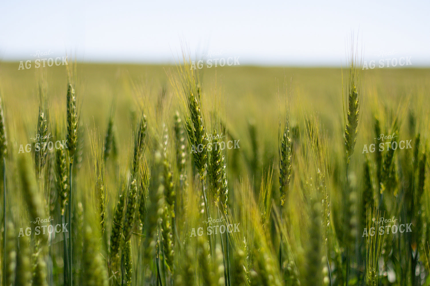 Mid-Season Wheat Field 208096