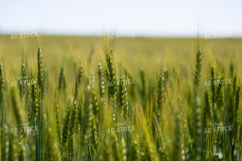 Mid-Season Wheat Field 208096