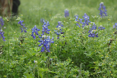 Wildflowers 102000