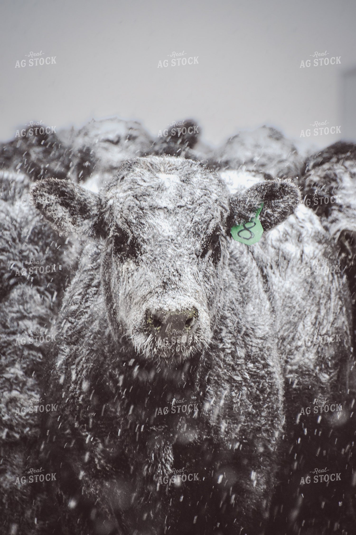 Angus Cattle in Snow 56255