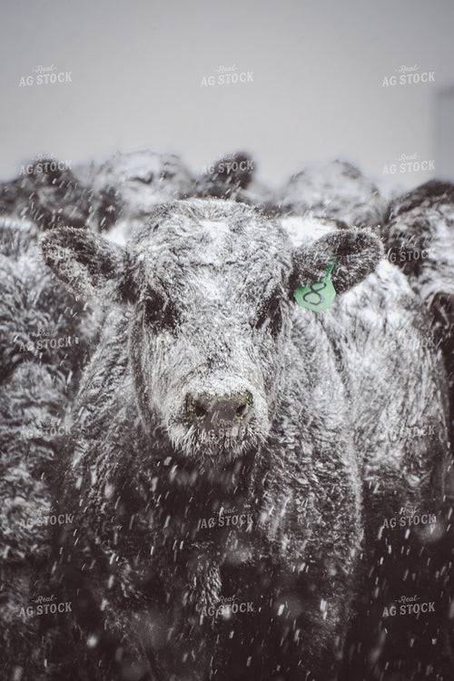 Angus Cattle in Snow 56255
