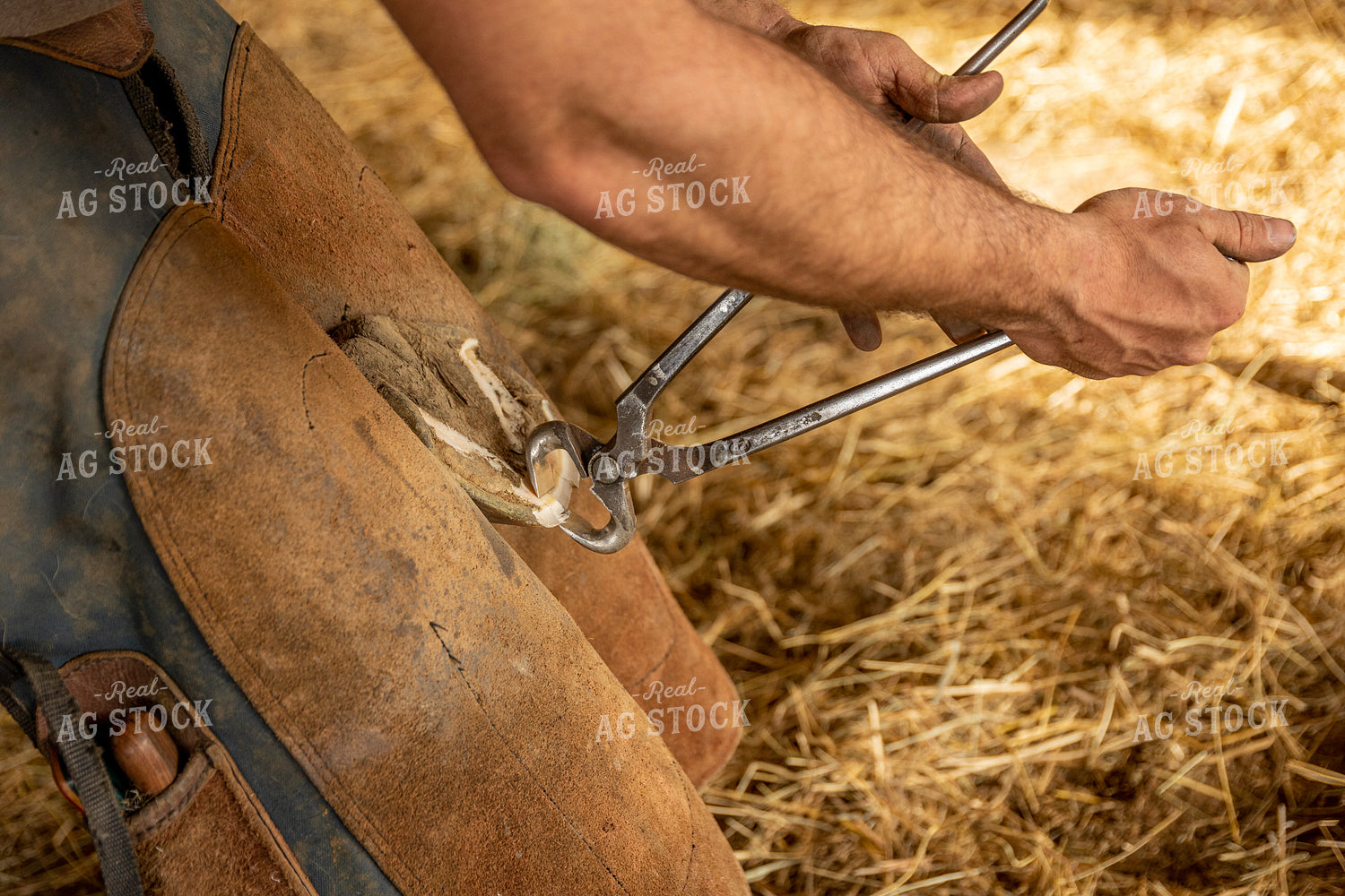 Farrier Shoeing Horses 52417