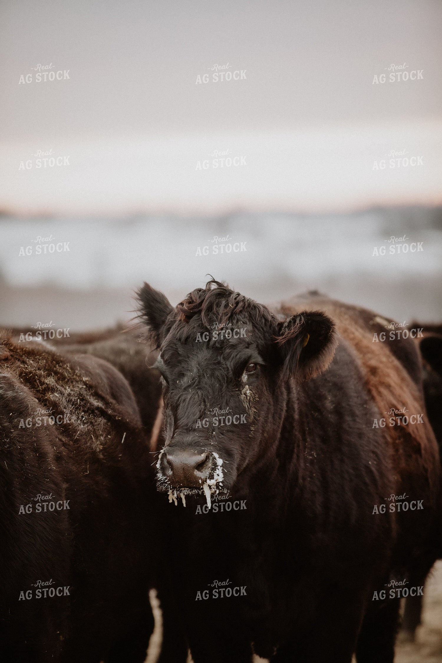 Angus Cattle in Winter 215033