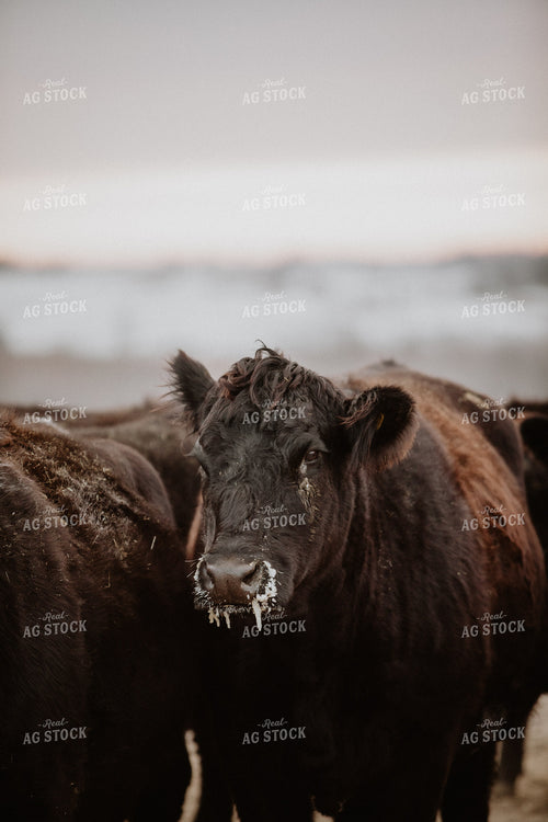 Angus Cattle in Winter 215033
