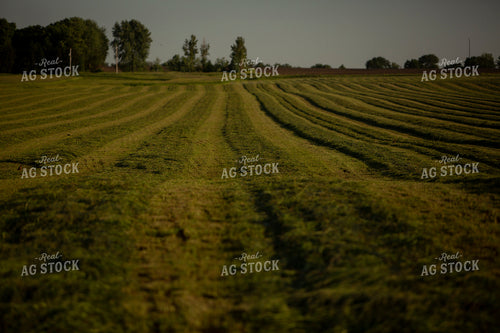 Cutting Hay 4927