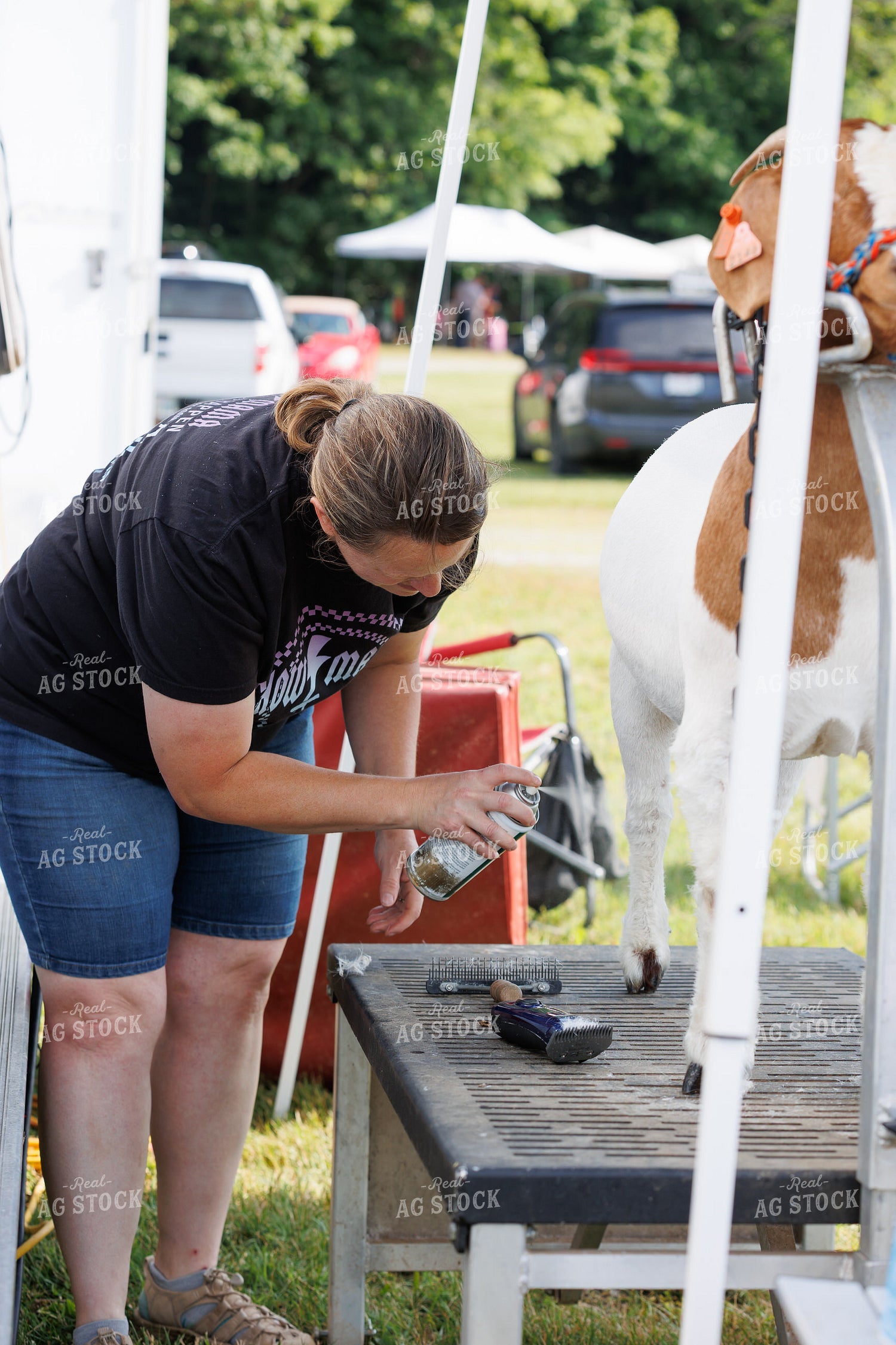 Prepping for Goat Show 295114
