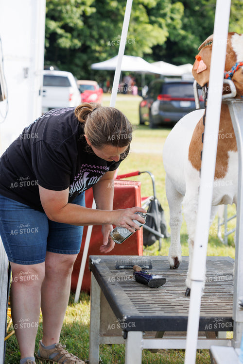 Prepping for Goat Show 295114
