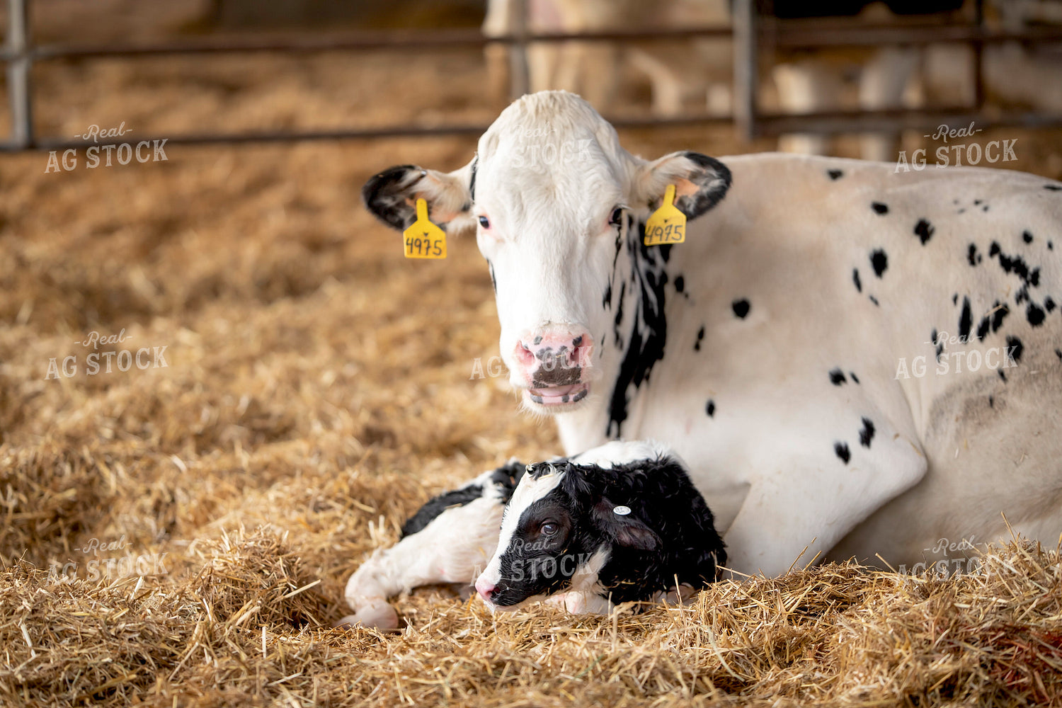 Holstein Cow and New Calf 55391