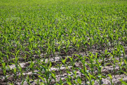 Early Growth Corn Field 82520