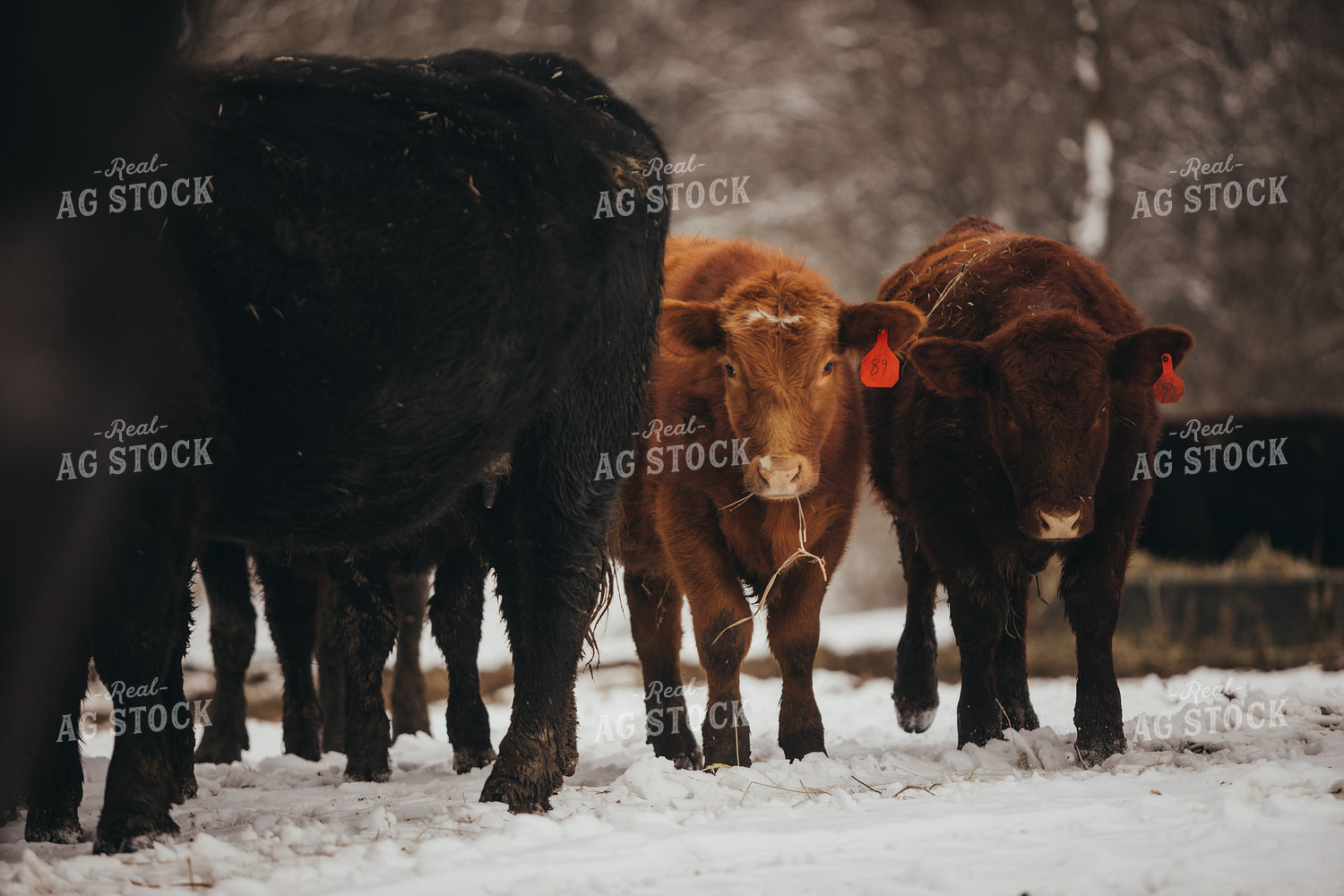 Angus Cattle in Snowy Pasture 3769