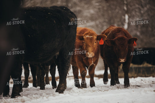 Angus Cattle in Snowy Pasture 3769