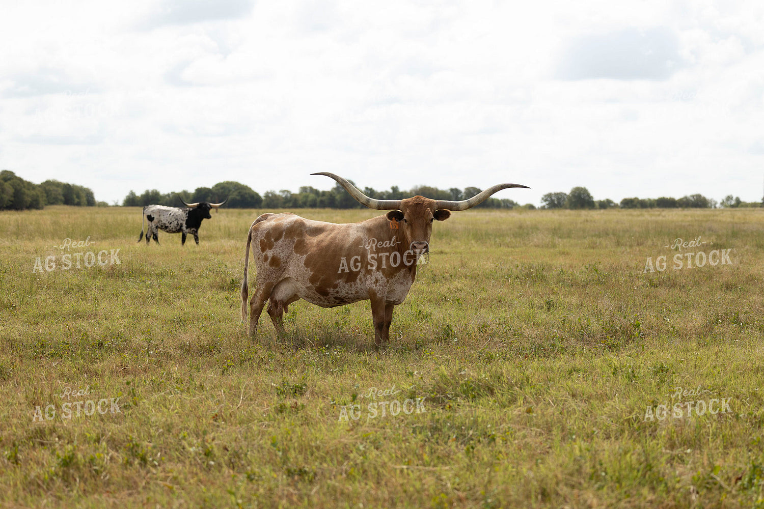 Longhorn Cattle on Pasture 205093