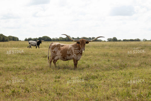 Longhorn Cattle on Pasture 205093