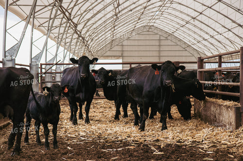 Cattle Eating Silage 67412