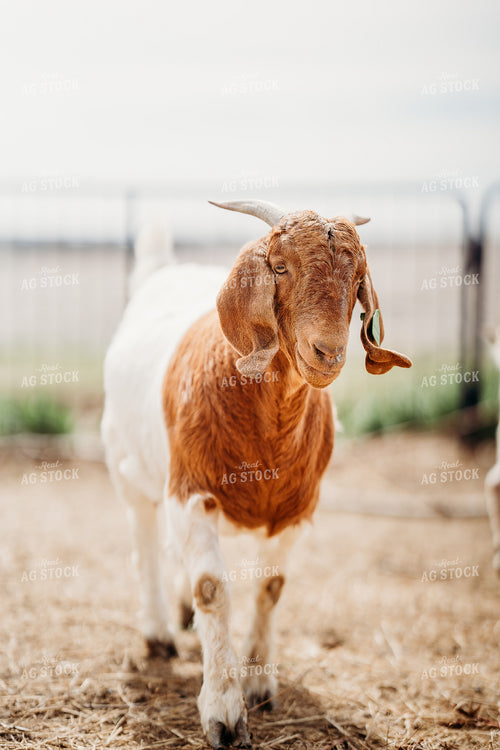 Goat 196269