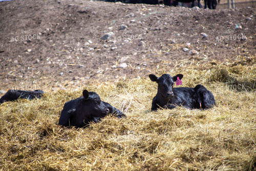 Calves 155394