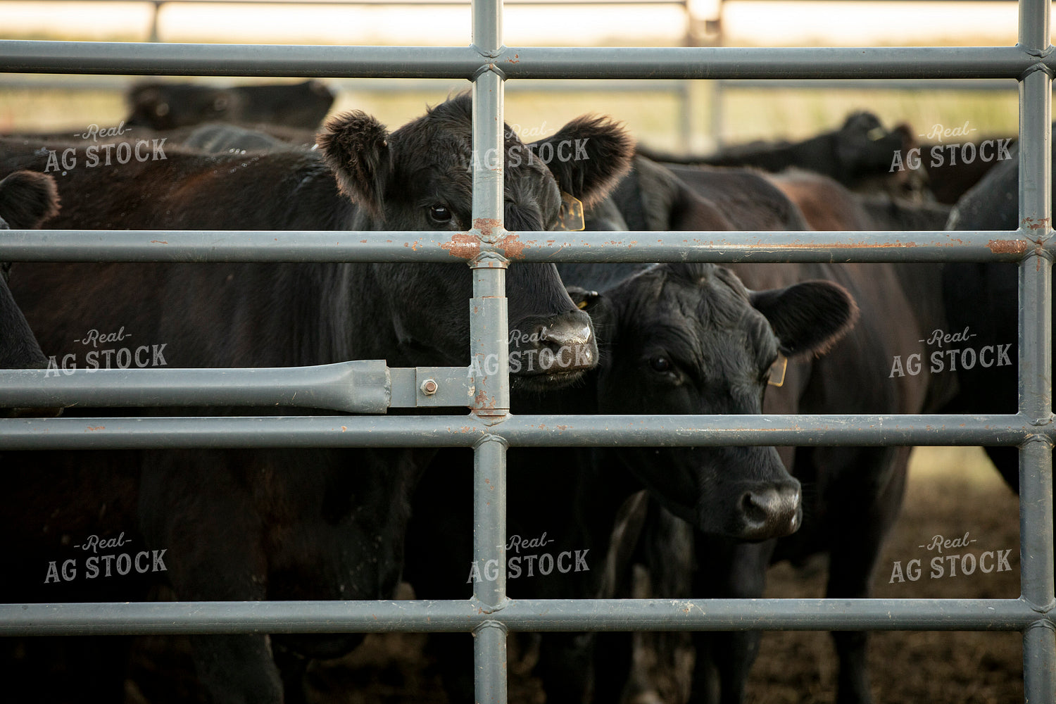 Cattle in Pen 285088