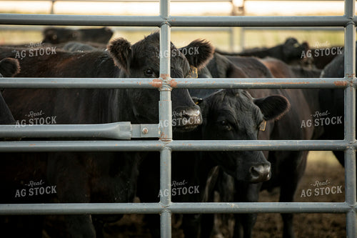 Cattle in Pen 285088