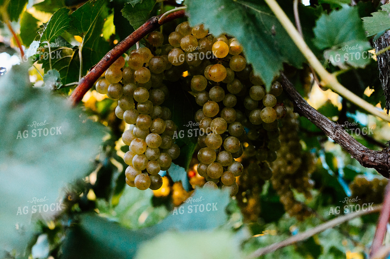Vine of Grapes 125081